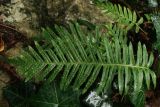 род Polypodium