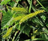 Carex vesicaria. Соплодия. Московская обл., Раменский р-н, окр. ж.-д. платформы Хрипань, просека под ЛЭП. 03.06.2015.