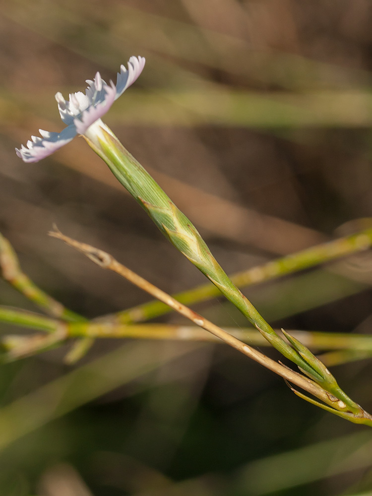 Изображение особи Dianthus ciliatus ssp. dalmaticus.