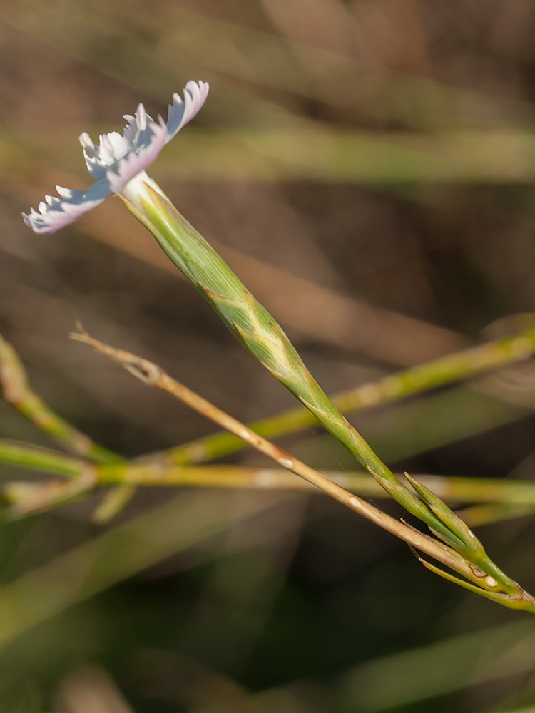 Image of Dianthus ciliatus ssp. dalmaticus specimen.