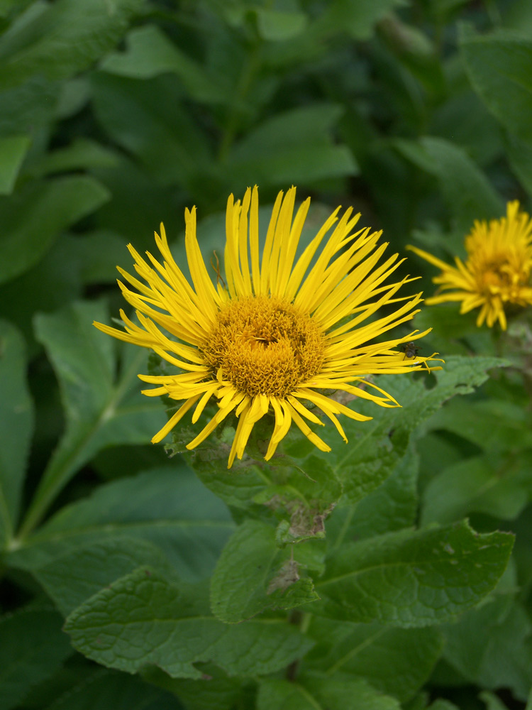 Изображение особи Inula grandiflora.