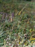 Triticum boeoticum