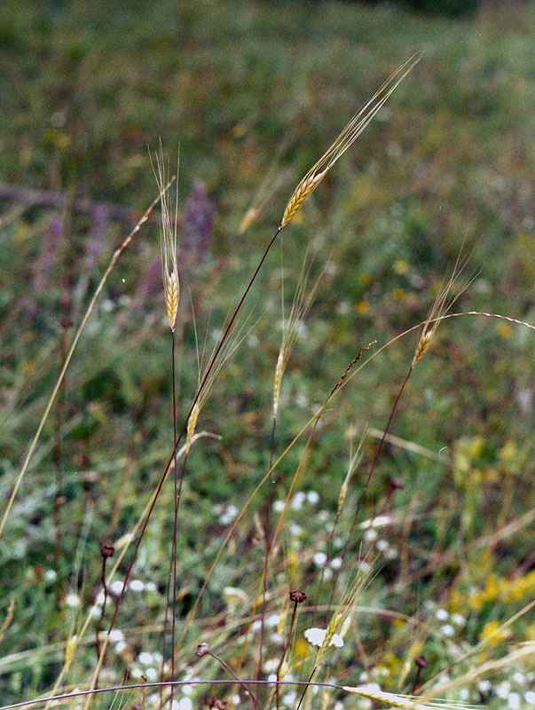 Изображение особи Triticum boeoticum.