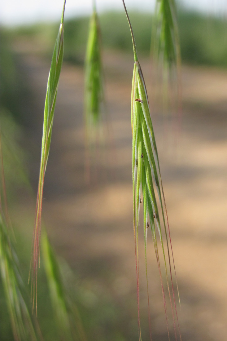 Image of Anisantha sterilis specimen.