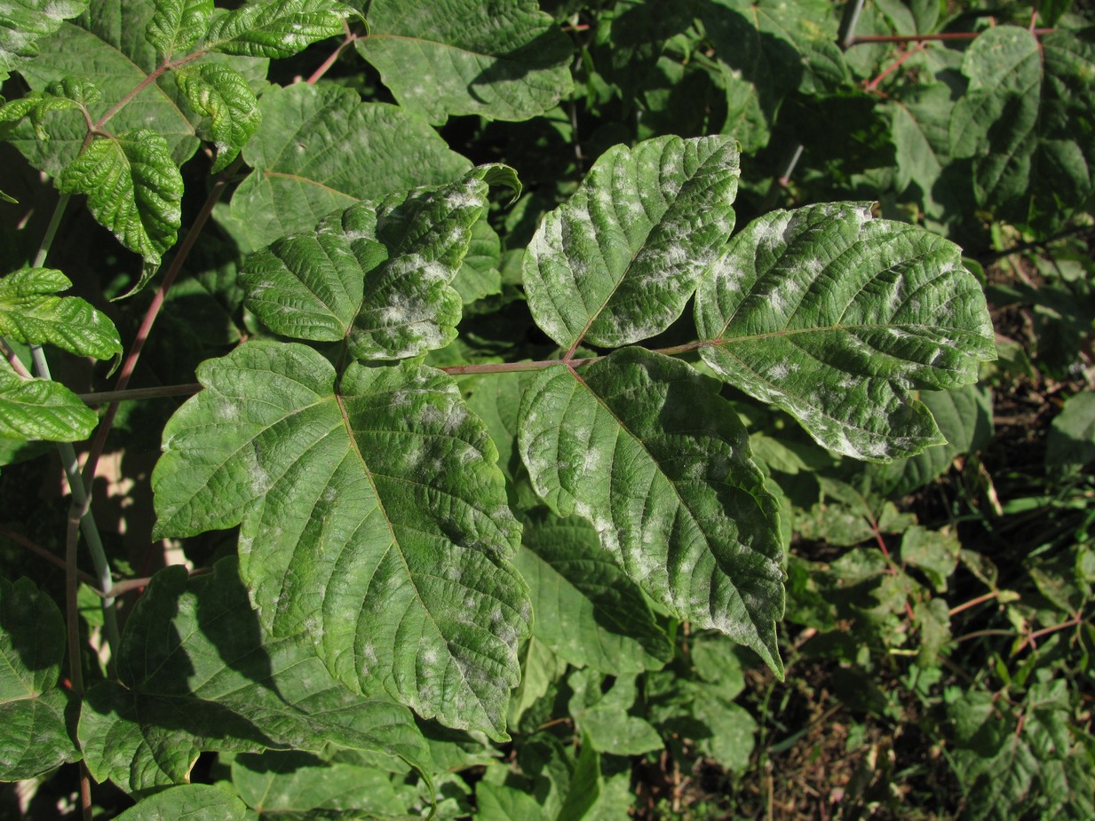Image of Acer negundo specimen.