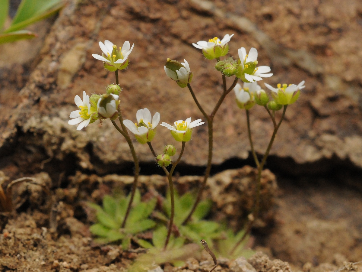 Изображение особи Erophila verna.