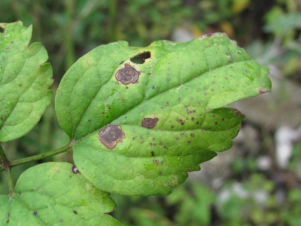 Image of Clematis vitalba specimen.