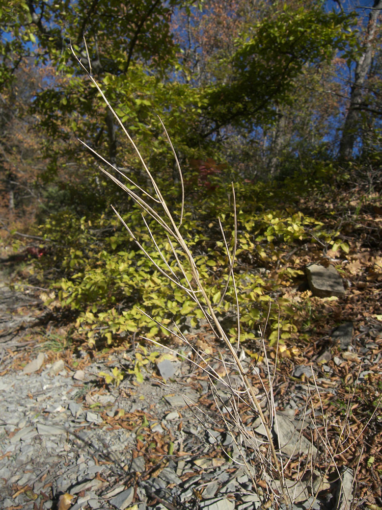Image of Erysimum callicarpum specimen.