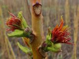 Ailanthus altissima. Часть побега с распускающимися почками. Ростовская обл., Неклиновский р-н, Фёдоровское с/п, на обочине дороги. 04.05.2015.