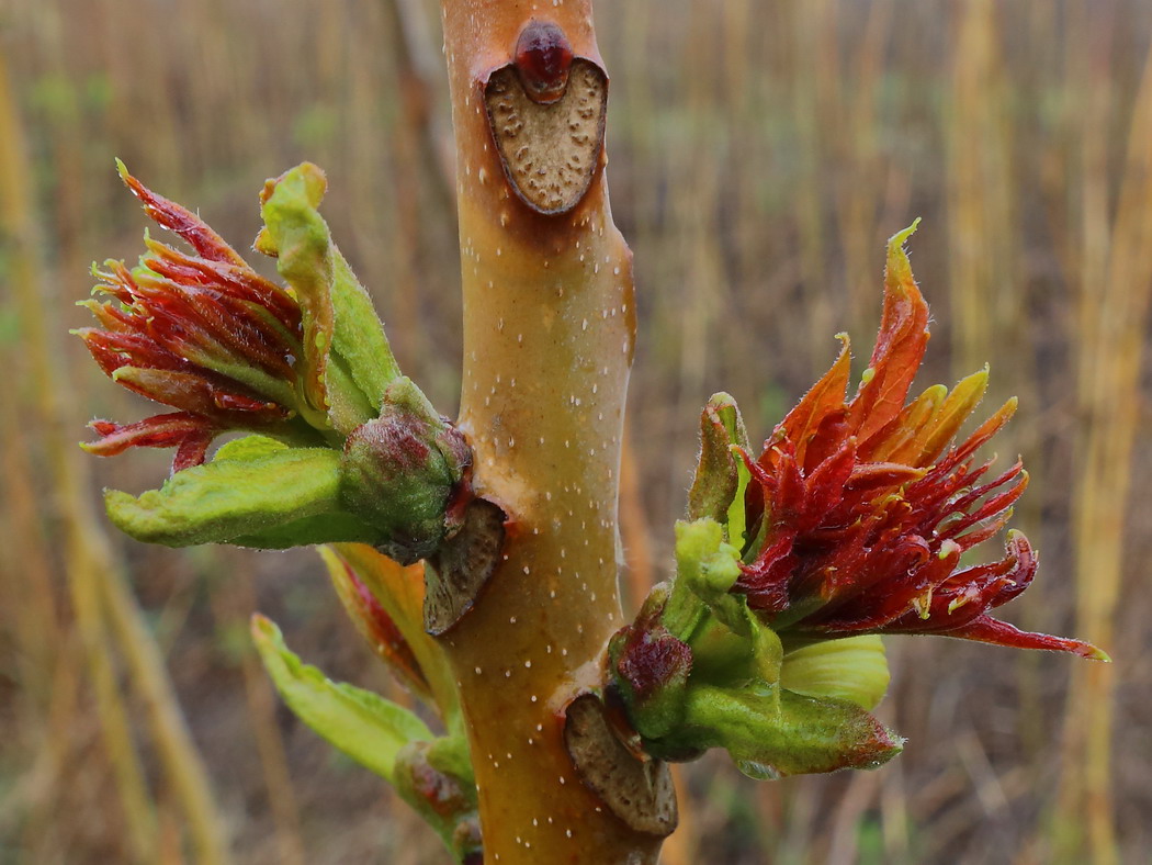 Image of Ailanthus altissima specimen.