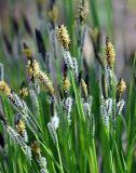 Carex cespitosa