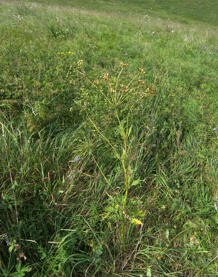 Image of Eleutherospermum cicutarium specimen.