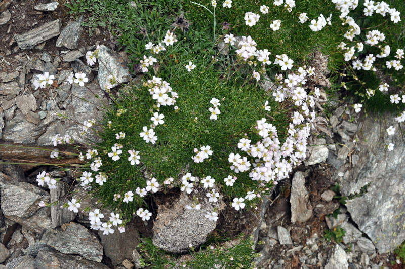 Изображение особи Gypsophila tenuifolia.