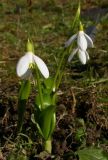 Galanthus woronowii