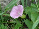 Calystegia inflata. Цветок. Бурятия, Тункинская долина, окр. пос. Аршан. 19.07.2014.