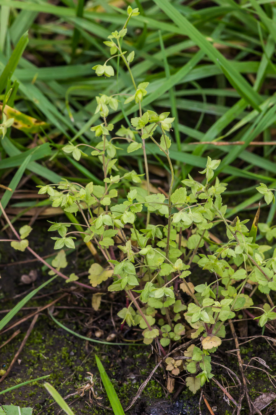 Image of Veronica persica specimen.