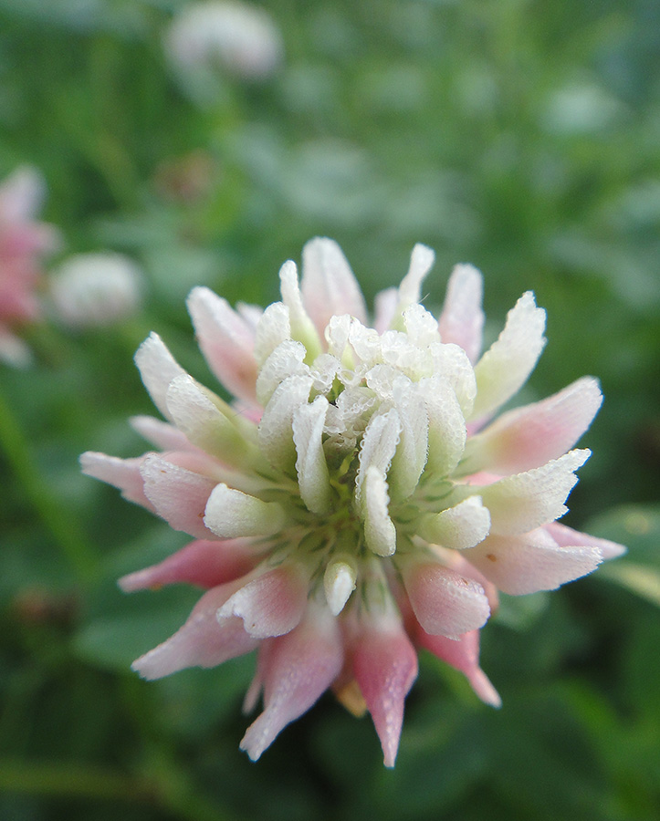 Image of Trifolium hybridum specimen.