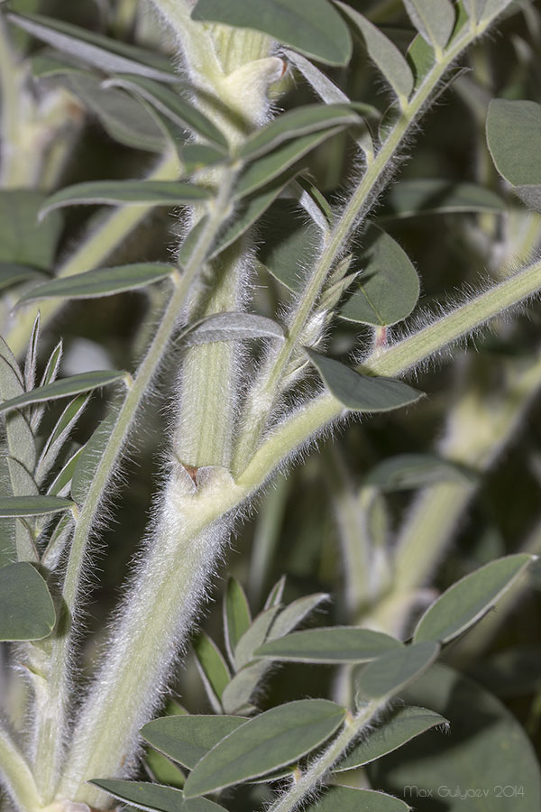 Изображение особи Onobrychis pallasii.