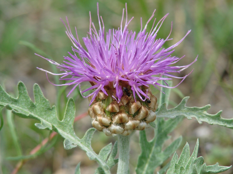 Image of Stemmacantha uniflora specimen.