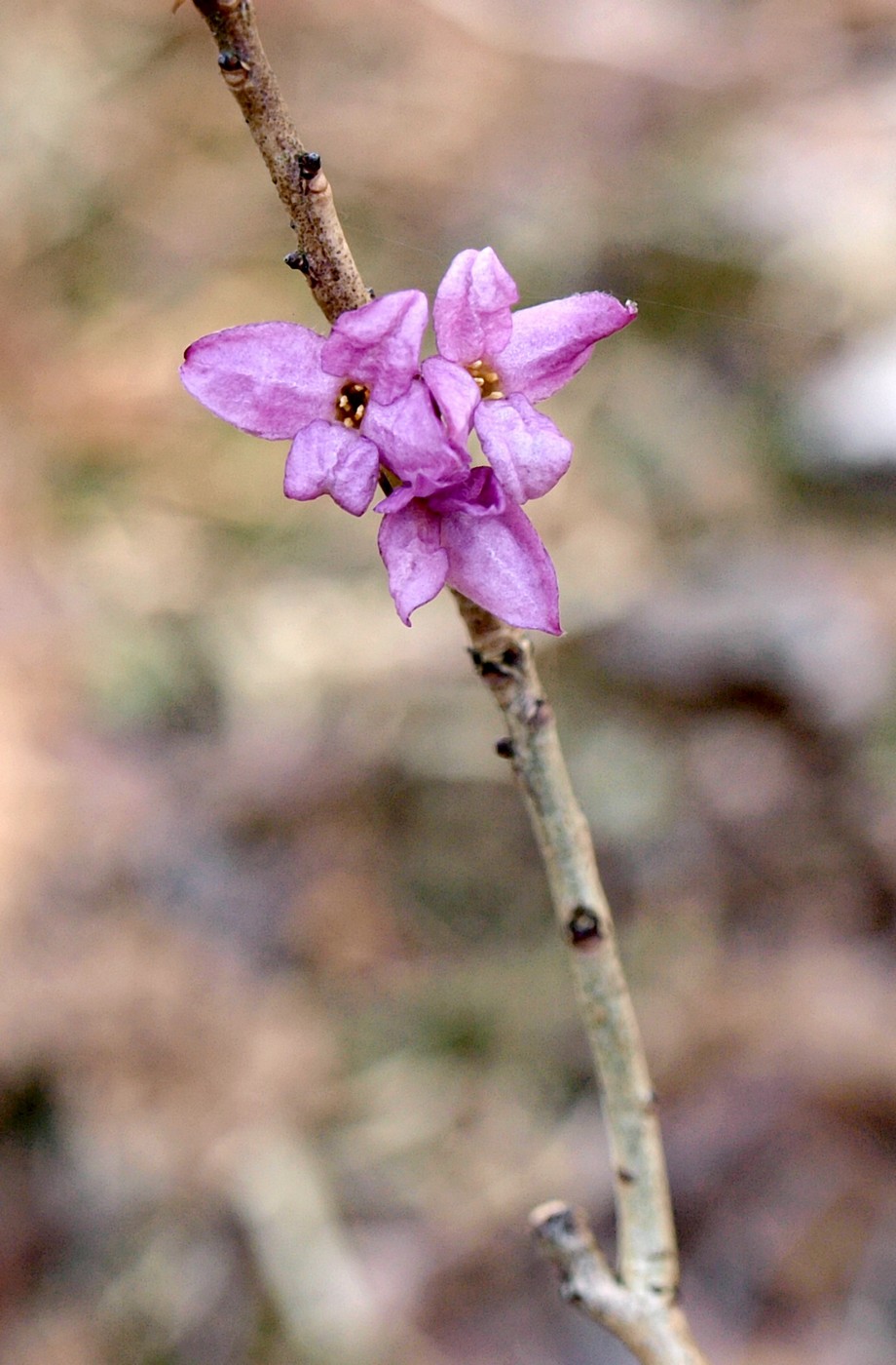 Image of Daphne mezereum specimen.