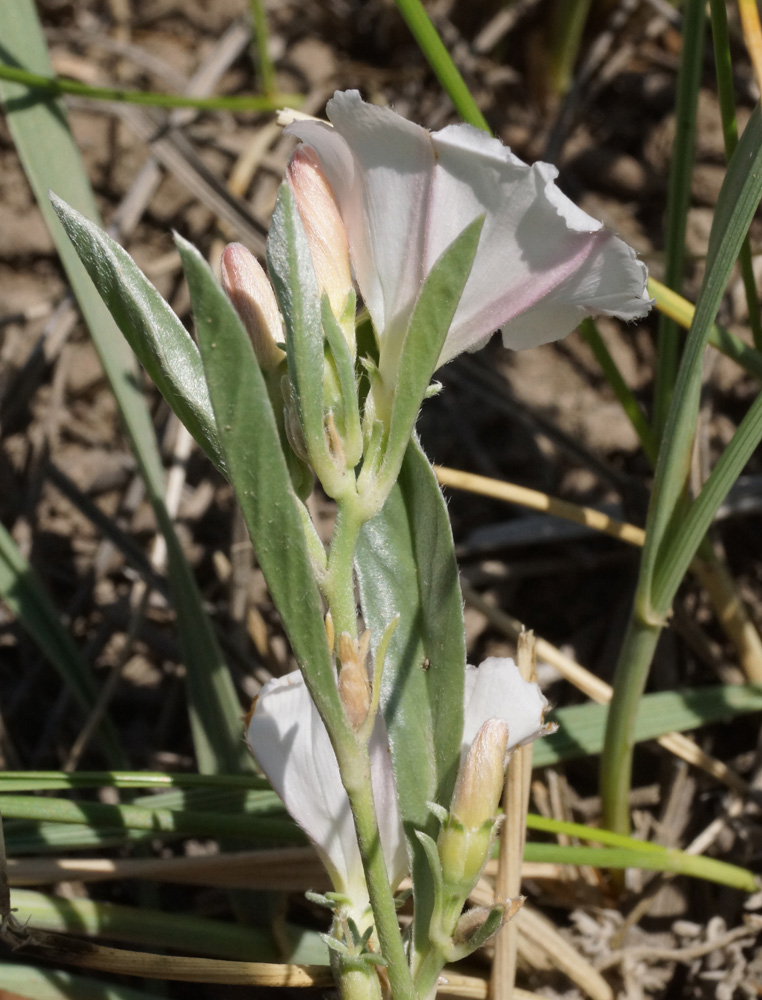 Изображение особи Convolvulus lineatus.