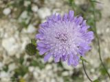 Scabiosa columbaria. Соцветие. Крым, Бахчисарайский р-н, окр. бывшего с. Подлесное, луг. 08.06.2014.