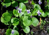 Viola palustris