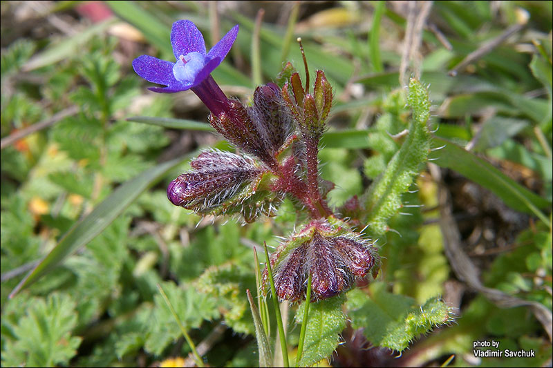 Изображение особи Anchusa stylosa.