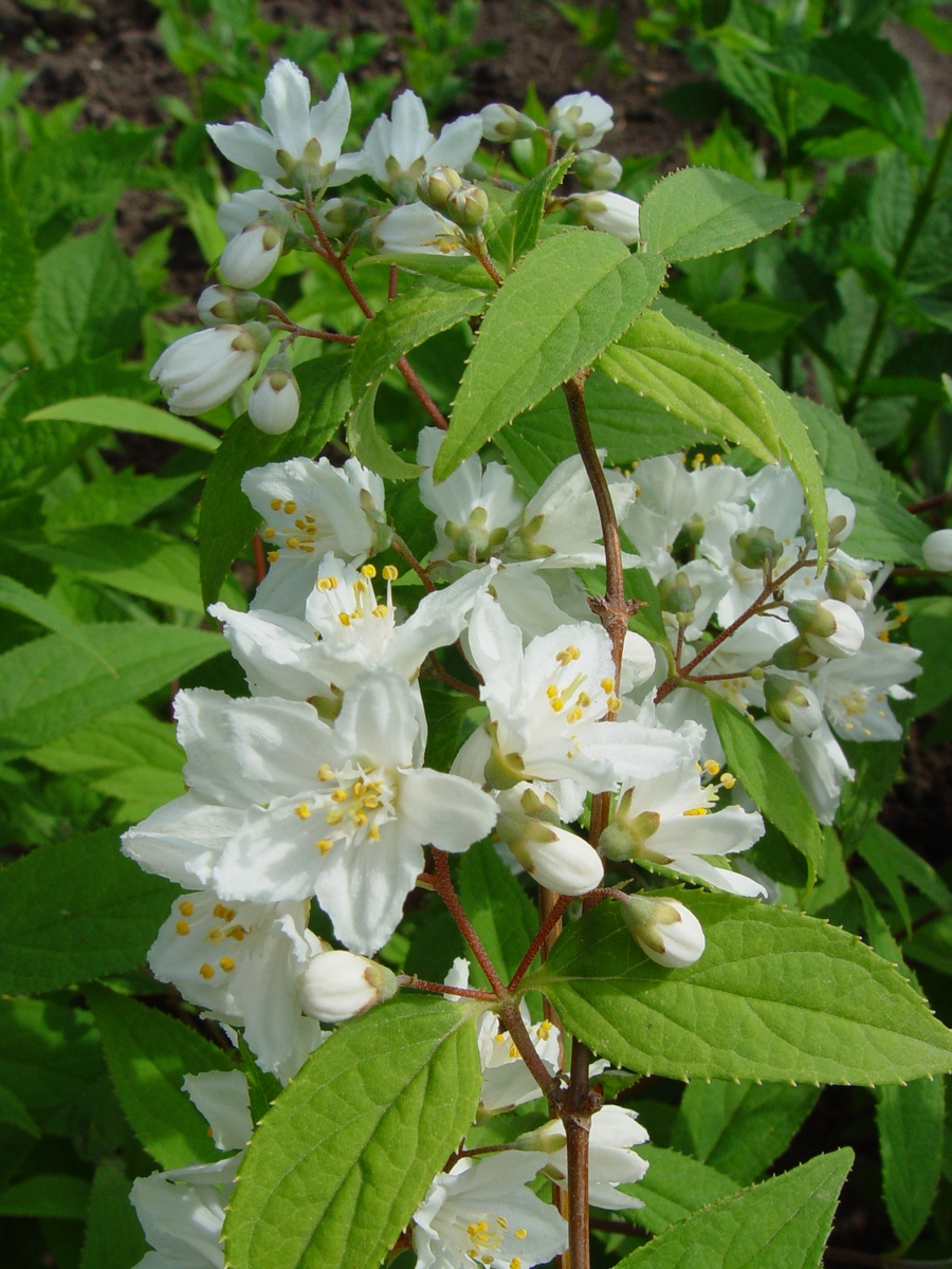 Image of Deutzia scabra specimen.