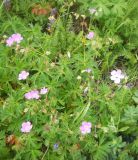 Geranium collinum