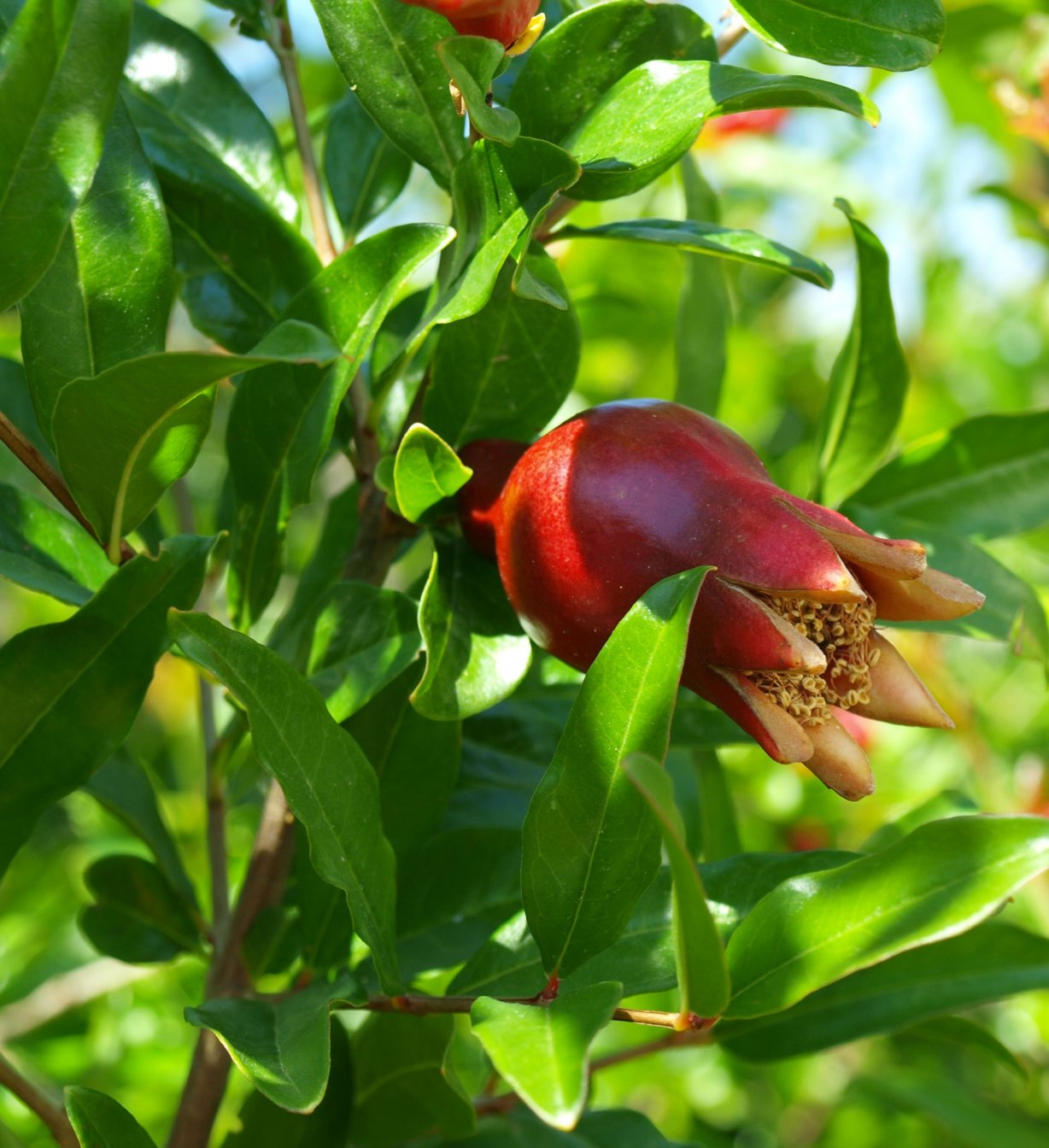 Image of Punica granatum specimen.