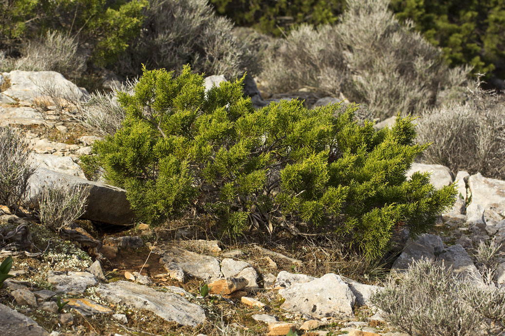 Изображение особи Juniperus phoenicea.