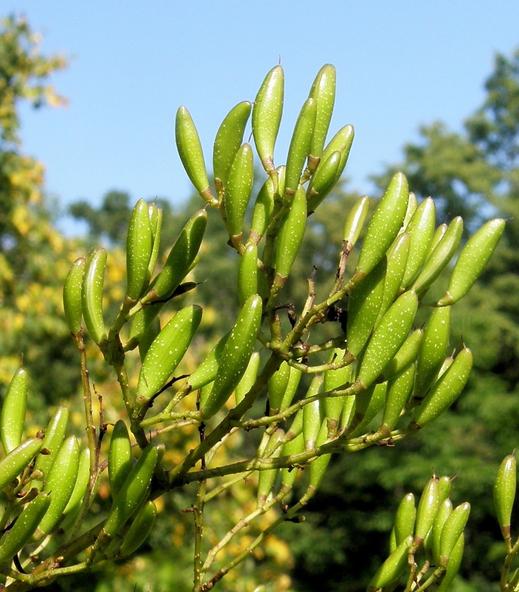 Изображение особи Syringa amurensis.