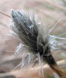 Eriophorum vaginatum