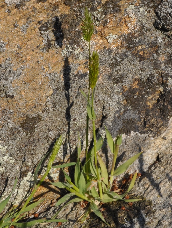 Изображение особи род Anthoxanthum.