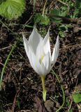 Crocus vallicola