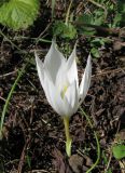 Crocus vallicola