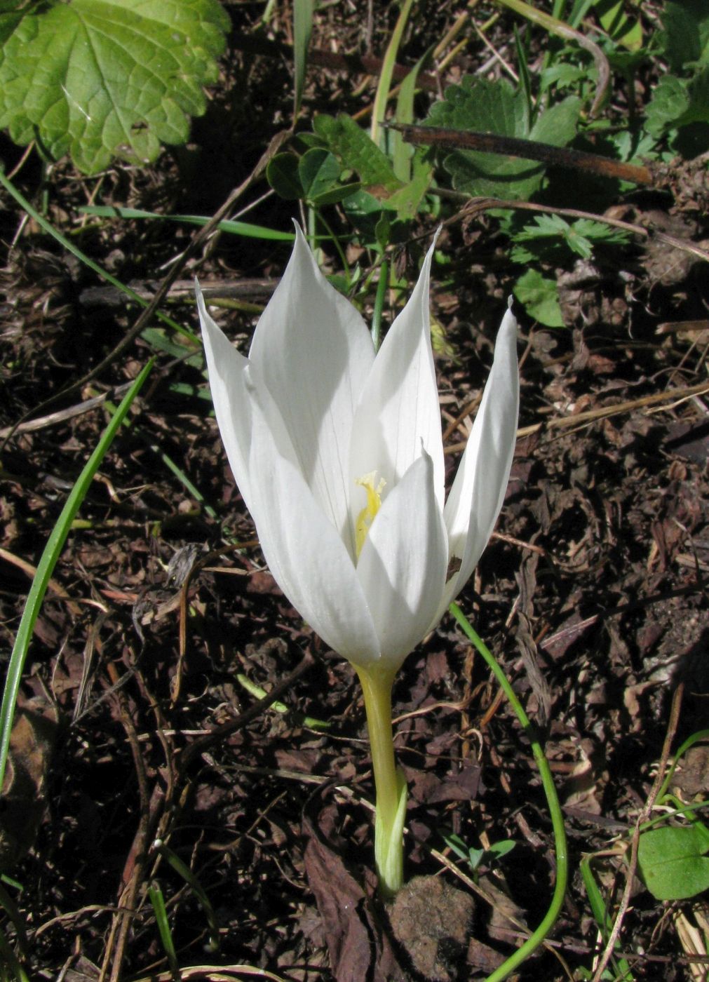 Image of Crocus vallicola specimen.