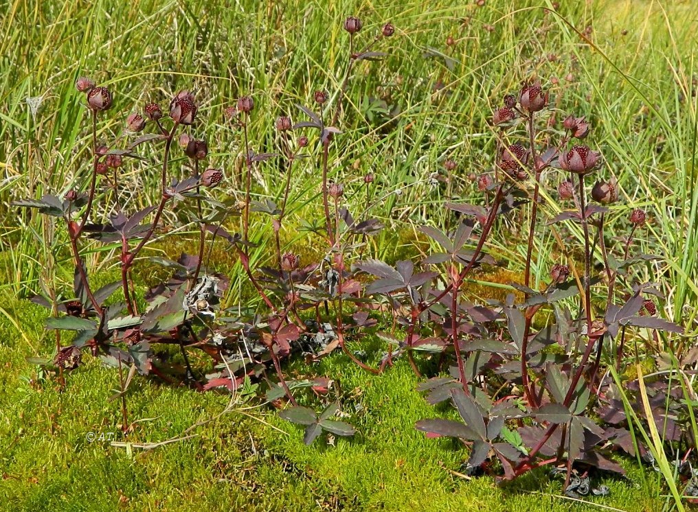 Image of Comarum palustre specimen.