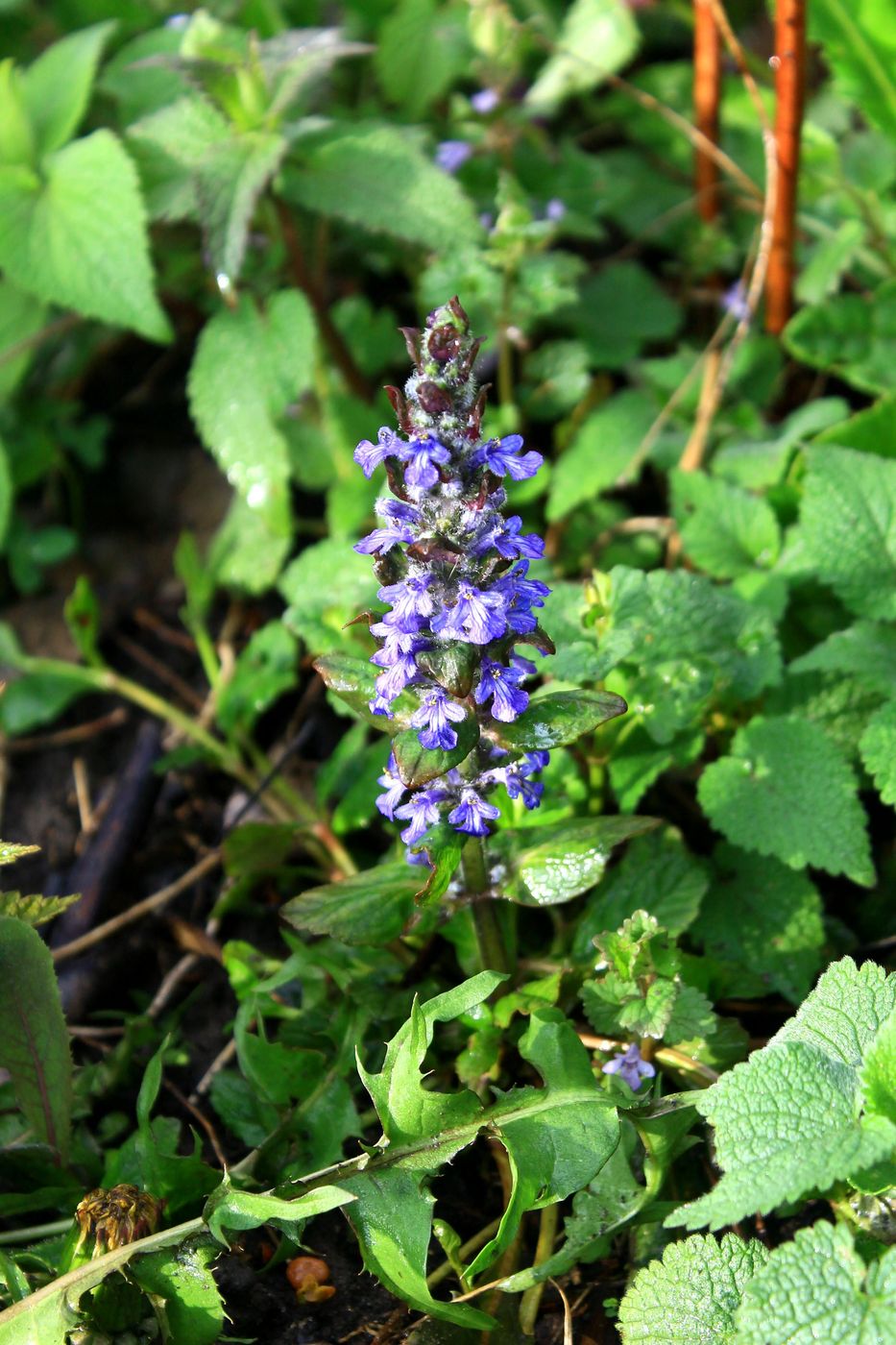 Image of Ajuga reptans specimen.