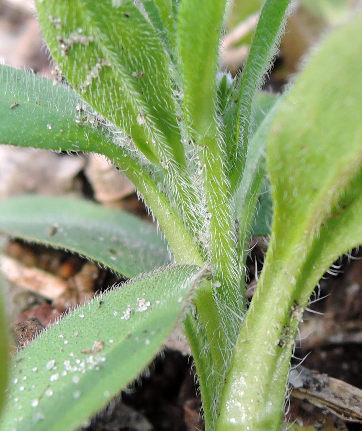 Изображение особи Myosotis sparsiflora.