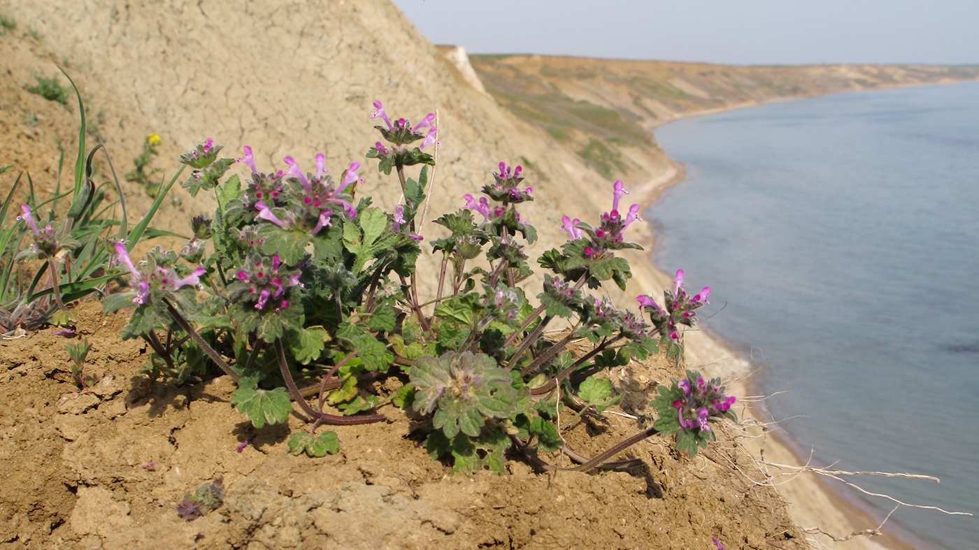 Изображение особи Lamium amplexicaule.