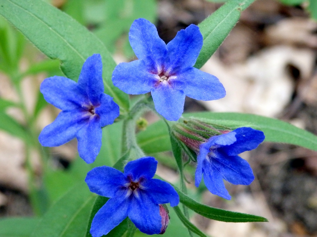 Image of Aegonychon purpureocaeruleum specimen.