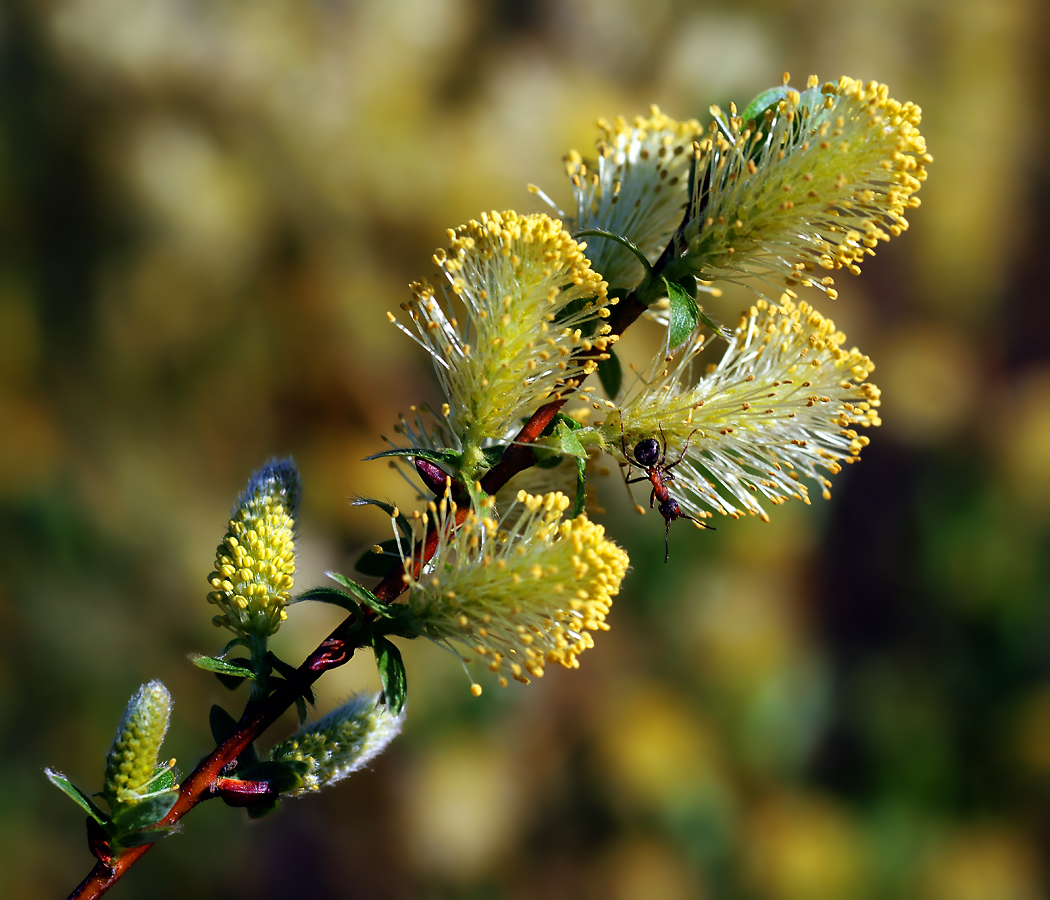 Image of genus Salix specimen.