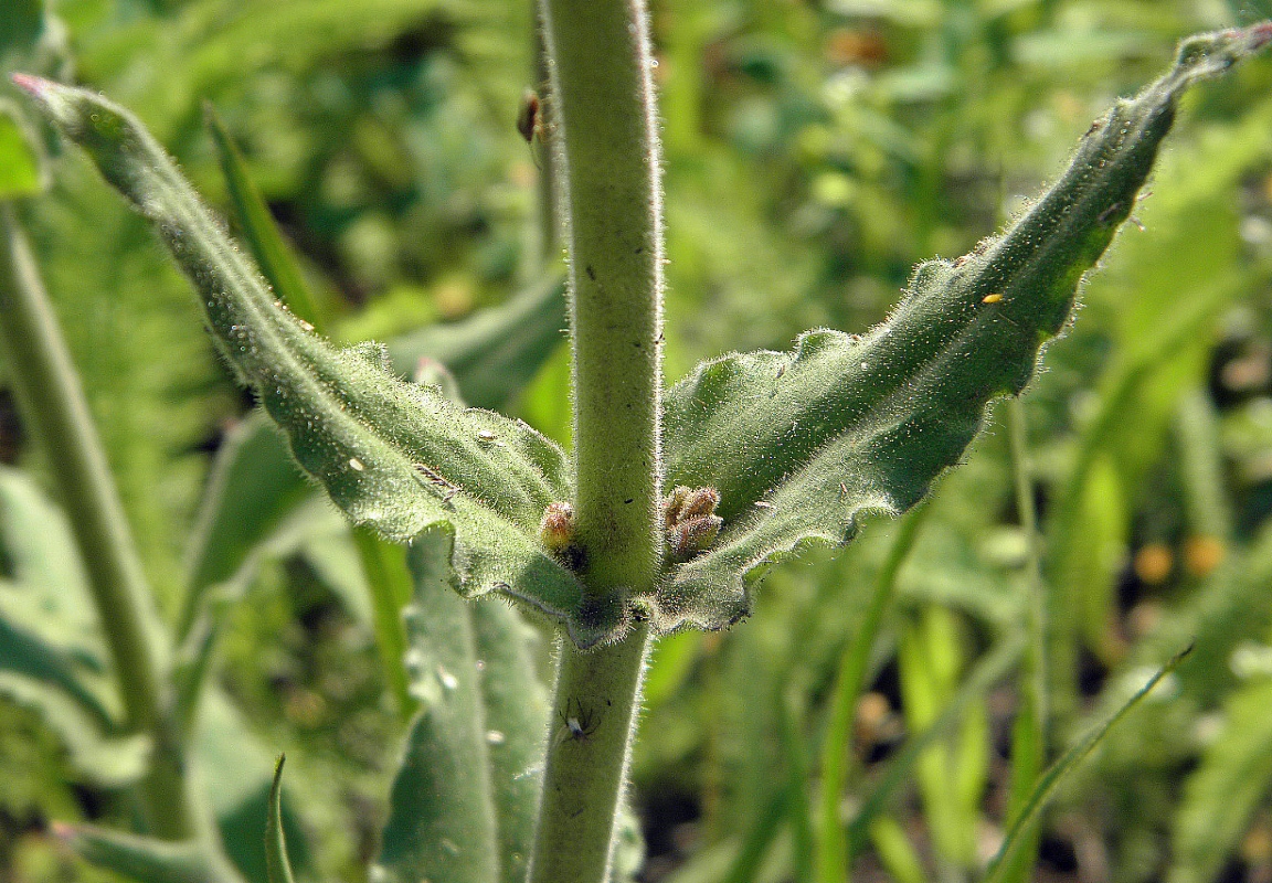 Image of Silene viscosa specimen.