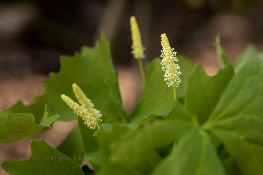 Изображение особи Achlys triphylla.