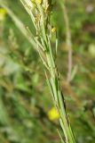 Erysimum cuspidatum