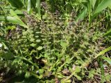 Ajuga pyramidalis