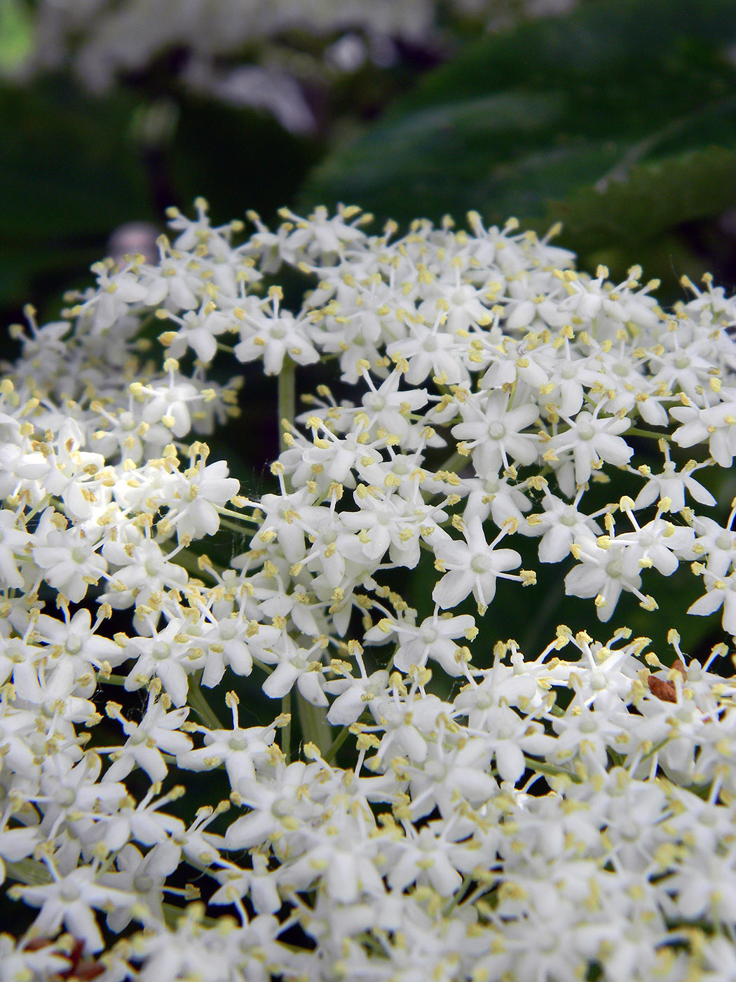 Image of Sambucus nigra specimen.