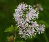 Thalictrum aquilegiifolium. Соцветие. Московская обл., Раменский р-н, окр. ж.-д. платформы Хрипань, просека под ЛЭП. 08.09.2016.